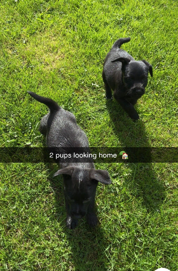 2 boy pups looking for home