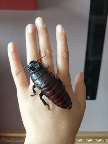 Madagascan Hissing Cockroaches (hissers)