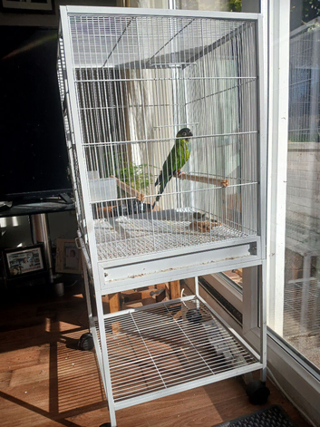 Young Ringneck