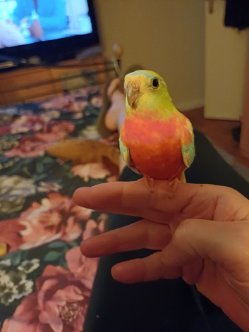 Female young turk for sale