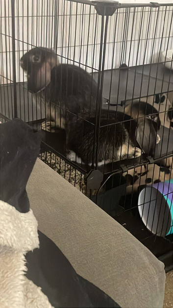 Male otter mini lop x neverland dwarf