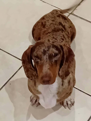 Dapple female dash hound
