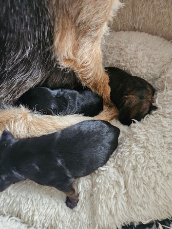 Border terrier puppies
