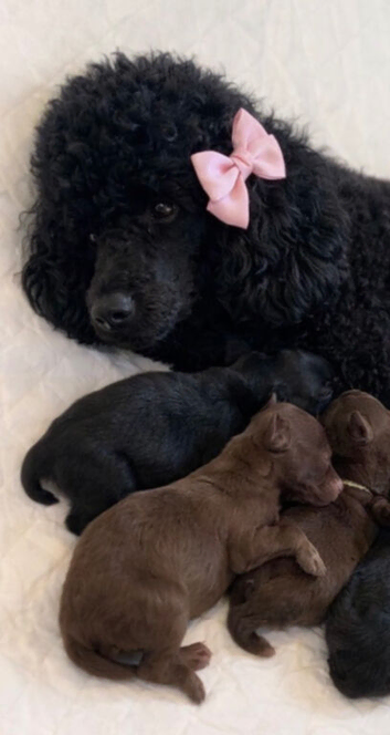 TOY POODLE PUPPIES