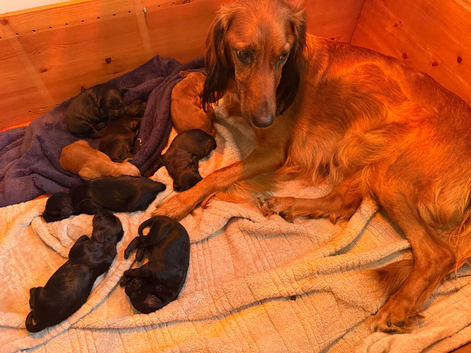 Irish doodle puppies