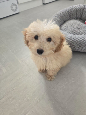 Goldendoodle