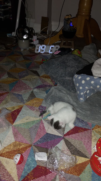 Kittens for sale