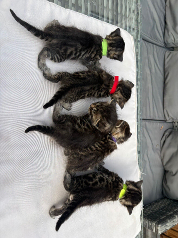 Snow Bengal x Mainecoon kittens