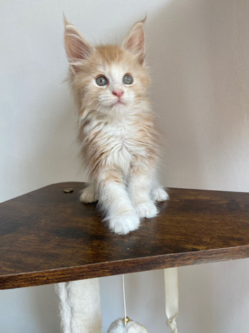 Red Maine Coon boy