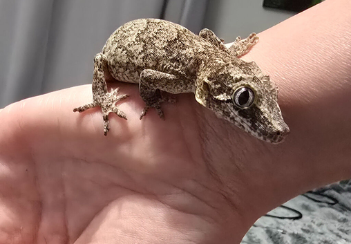 Gargoyle Gecko- 7 months old