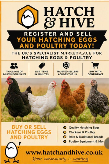 Sell your poultry and hatching eggs ducks etc