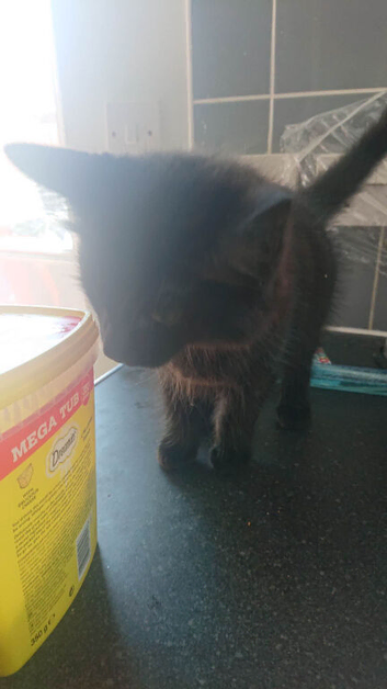 Loving and playful kittens - One Male and One Female