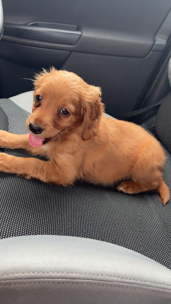 Cockapoo puppy