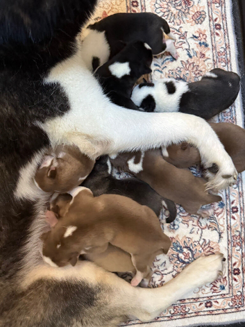 Epic Purebred Siberian Huskies - Ready Dec 16th