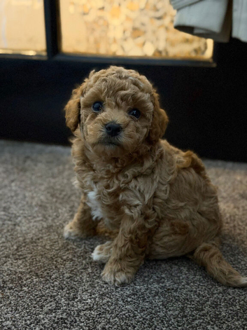Maltipoo puppies!!