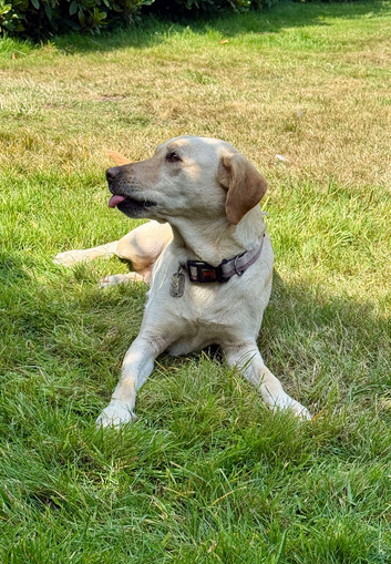 7 Years Old Yellow Labrador Retreiver
