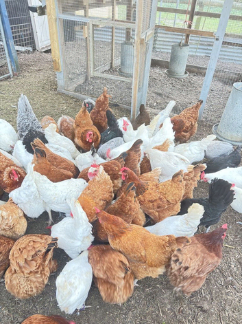 Chicken for sale in Essex