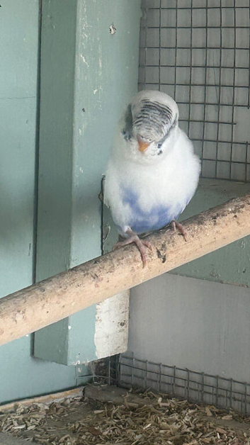 Budgies