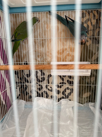 1 pair of cocktails and 1 pair of quackers parrots