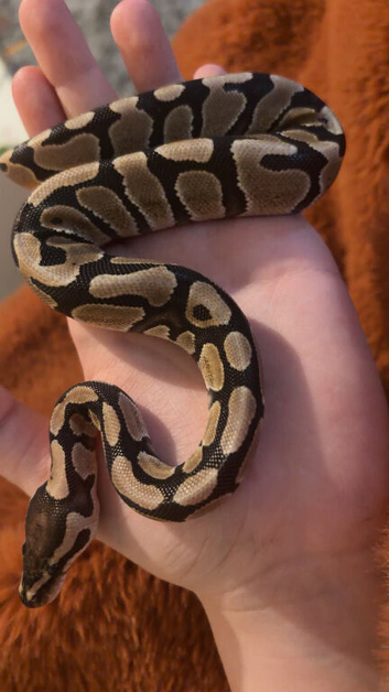 Baby Royal python with full set up