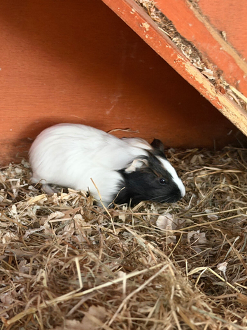 guinea pigs boy