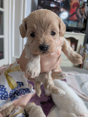 Gorgeous lhasapoo puppies