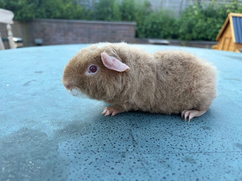 Pure Teddy boar
