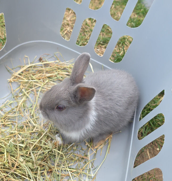 Netherland Dwarf Male