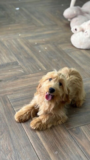 Liquorice apricot girl is looking for the right home