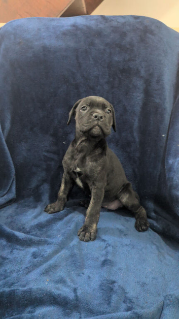6 Cane Corso Puppies &ndash; 2 Males & 4 Females