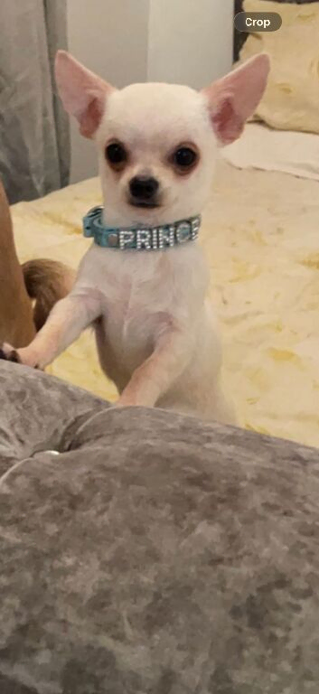 Miniature chihuahuas **2 boy left**