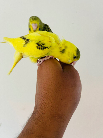 Hand reared budgies for sale