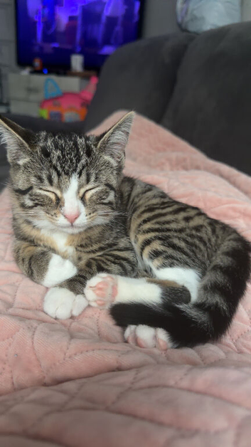 2 female kittens