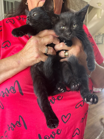 black kitten for good home