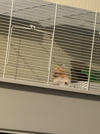 I have a syrain hamster for sale