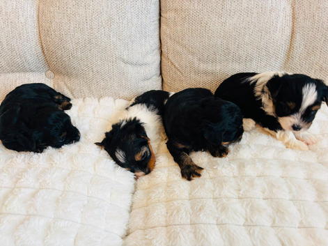 Beautiful Yorkshire Terrier Puppies for Sale &ndash; IHR