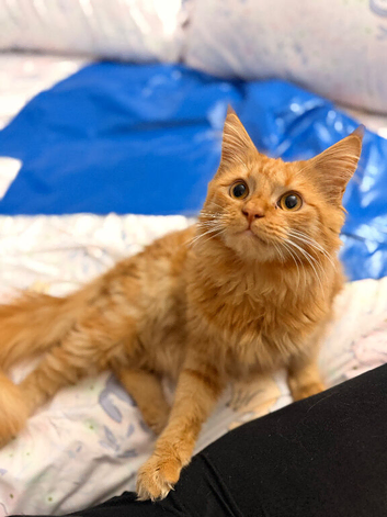 Maine coon