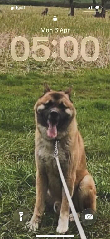 Bear headed American Akita