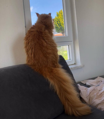 1 Year Old Ginger Maine Coon