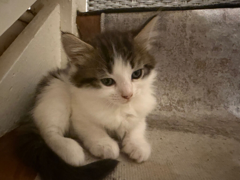 Two kittens