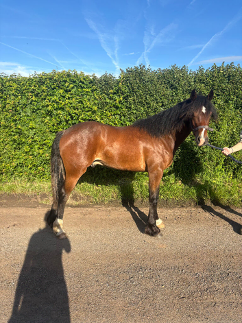 Serious HOYs Prospect Registered Section D Gelding to make 15hh+