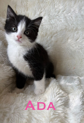 *only 1 left* Meet the Shelby Kittens