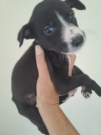 Saluki gray