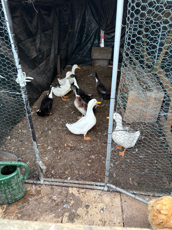 Mixture of ducks