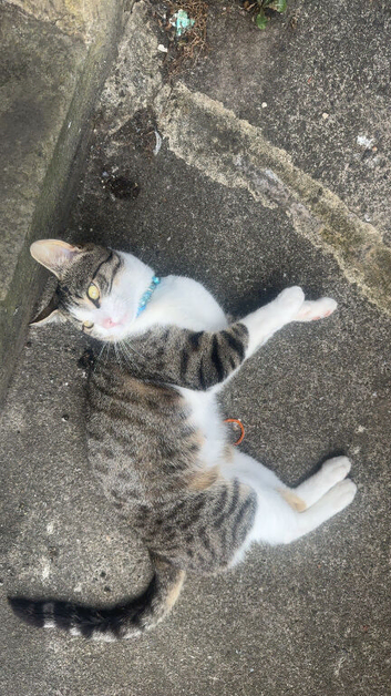Male cat 3 years old