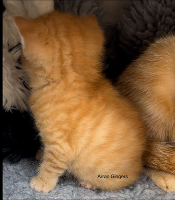 Pure Ginger Mackerel Tiger Coat Pattern Tabbies
