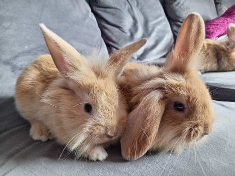 Baby mini lion lops