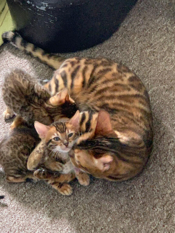 FEMALE BENGAL CATS