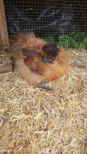 Silkie cockeral