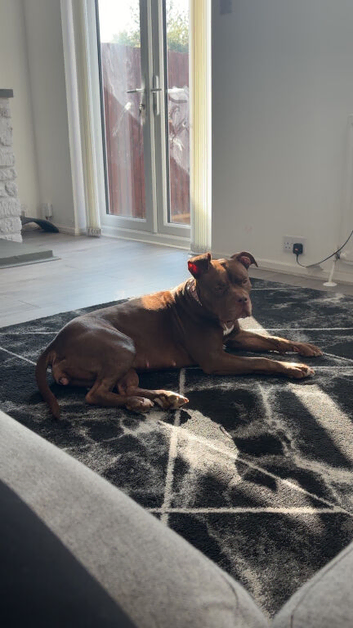 2 Year old Female Staffy
